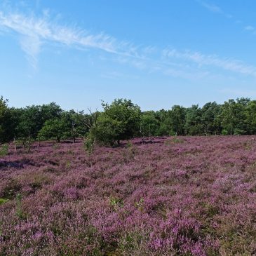 De Borkeld (Overijssel)